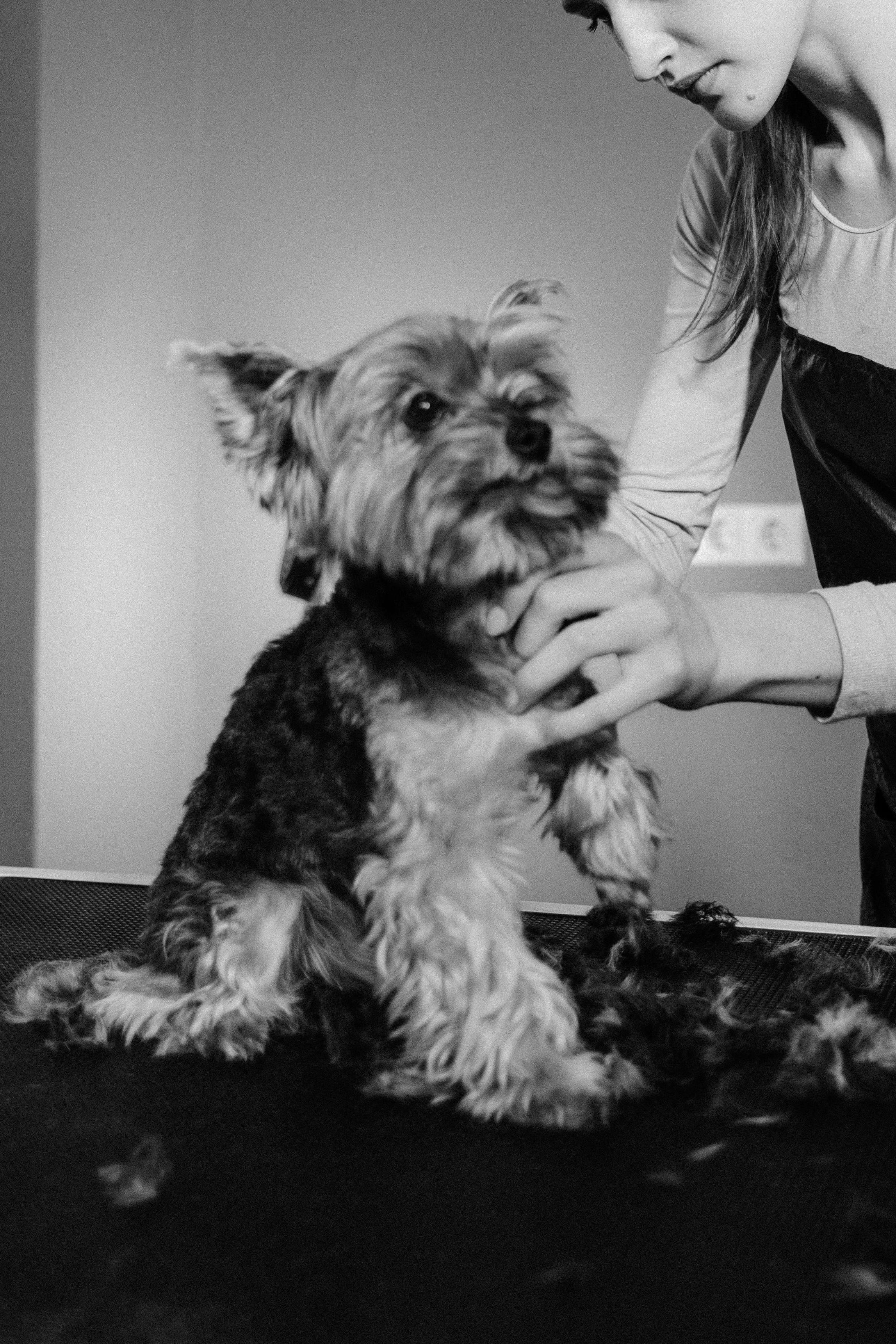 반려동물 미용샵 사례