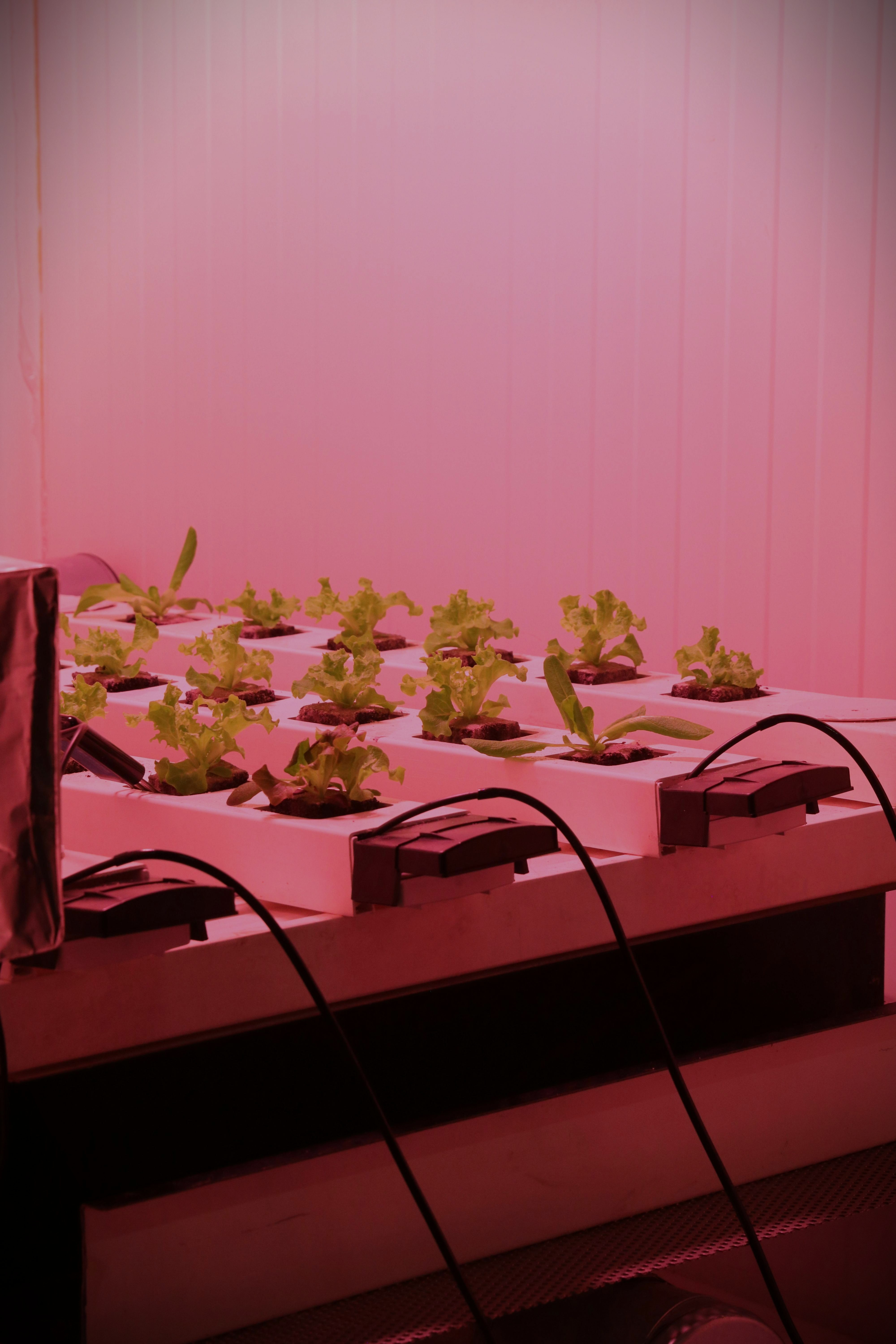 스마트농업 스타트업 사례